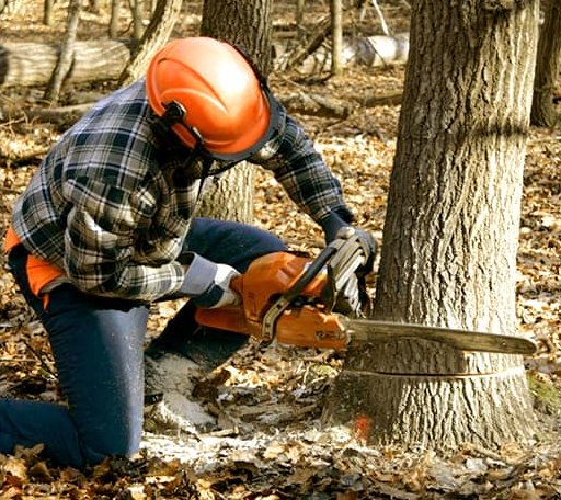 Tree Removal in Valley Mills, TX